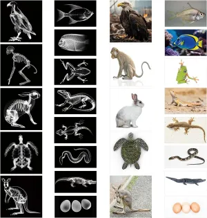 13 Pcs Animal X-Ray Set with 13 Pcs Animals Flash Cards Educational Science Kits