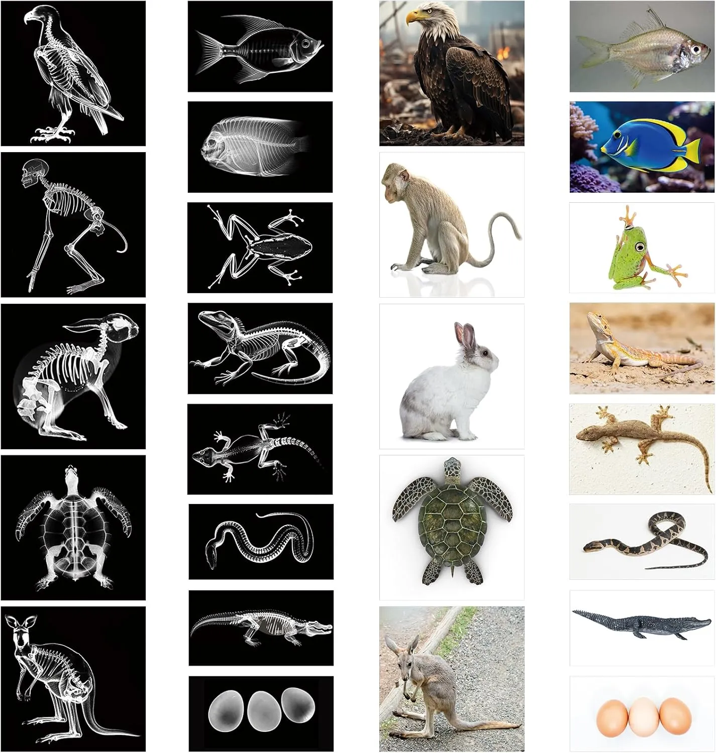 13 Pcs Animal X-Ray Set with 13 Pcs Animals Flash Cards Educational Science Kits
