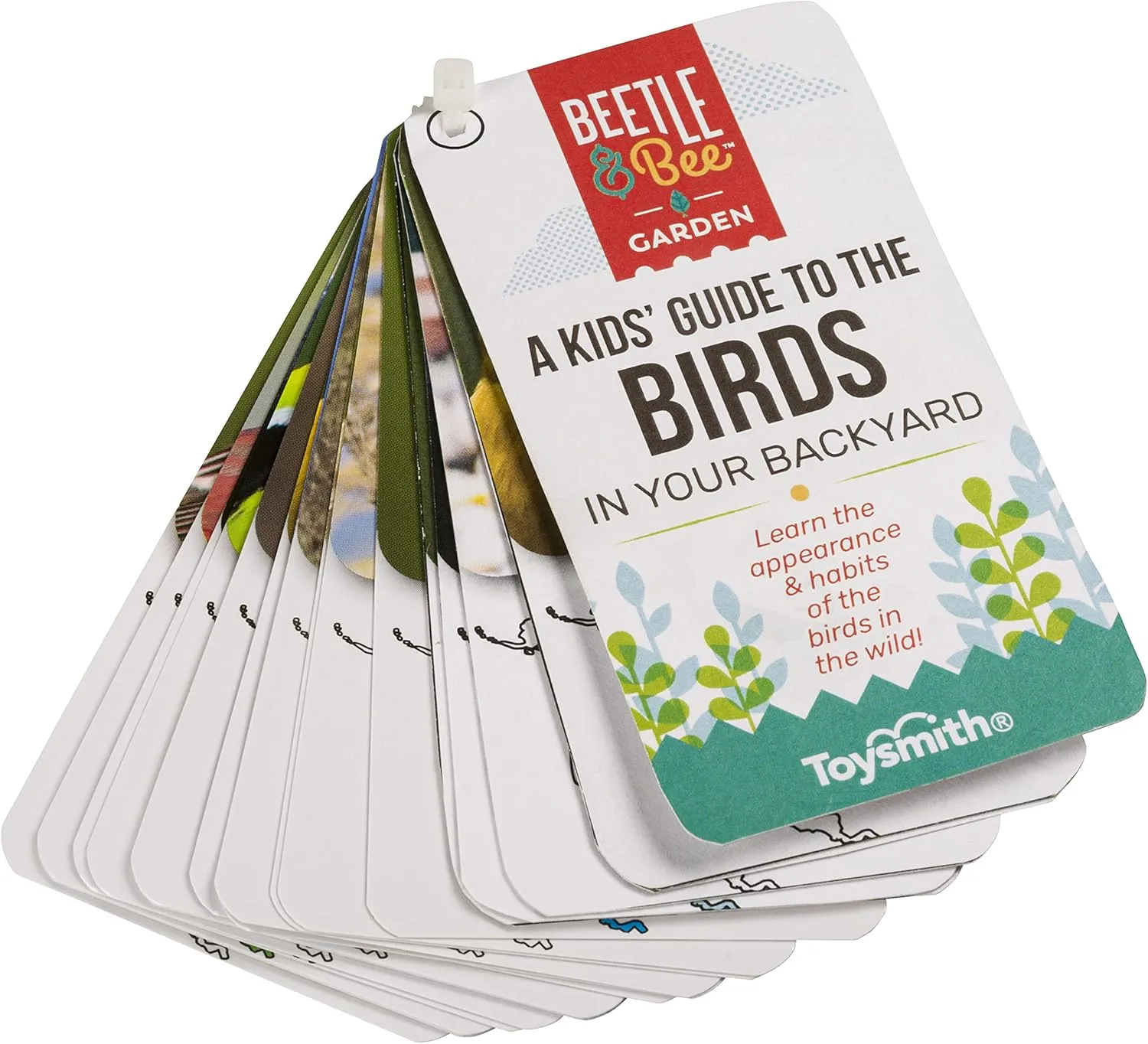 Beetle & Bee, Little Birder Set, Kids Backyard Bird Watching Set, FSC Certified, for Boys & Girls Age 5 