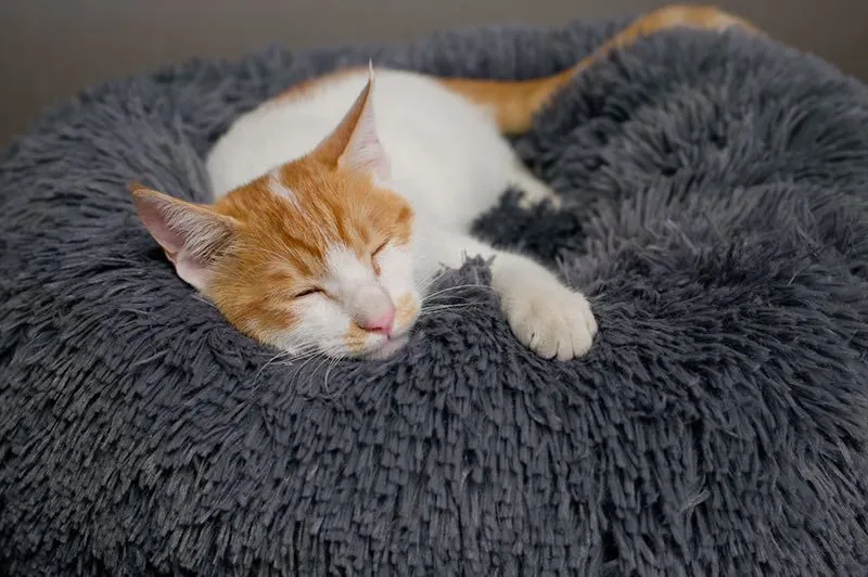 Pet Proven Soft Kennel Super Bed Christmas clearance