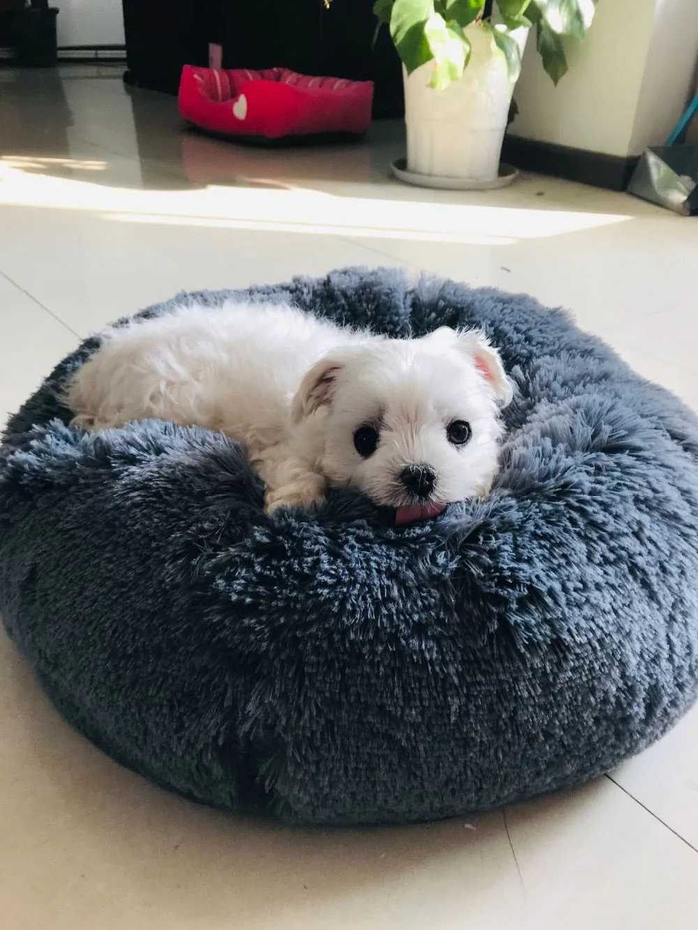 Pet Proven Soft Kennel Super Bed Christmas clearance